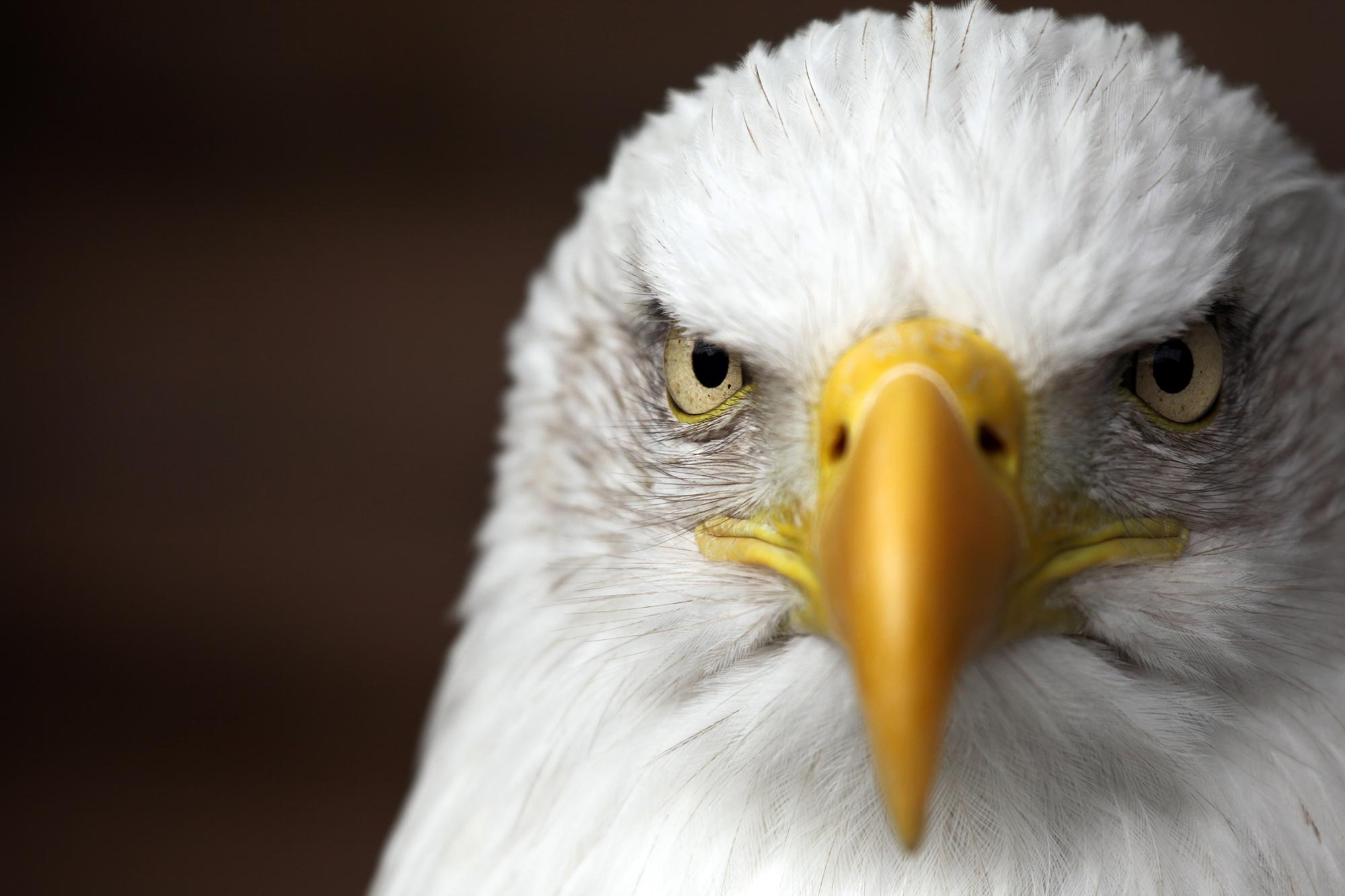 Bald-Eagle-Close-Up